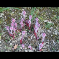 Paeonia Lactiflora cv Solvatare (fam Paeoniacees) (03)